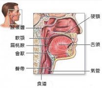 咽炎的症状是什么
