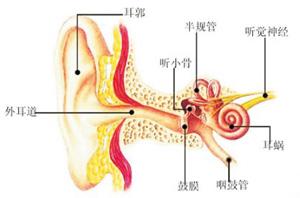 耳部结构图