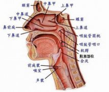 患上老年人打呼噜怎么办