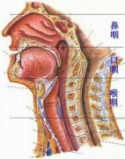 老年人打呼噜的原因是什么