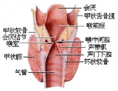 声带小结患者吃什么好